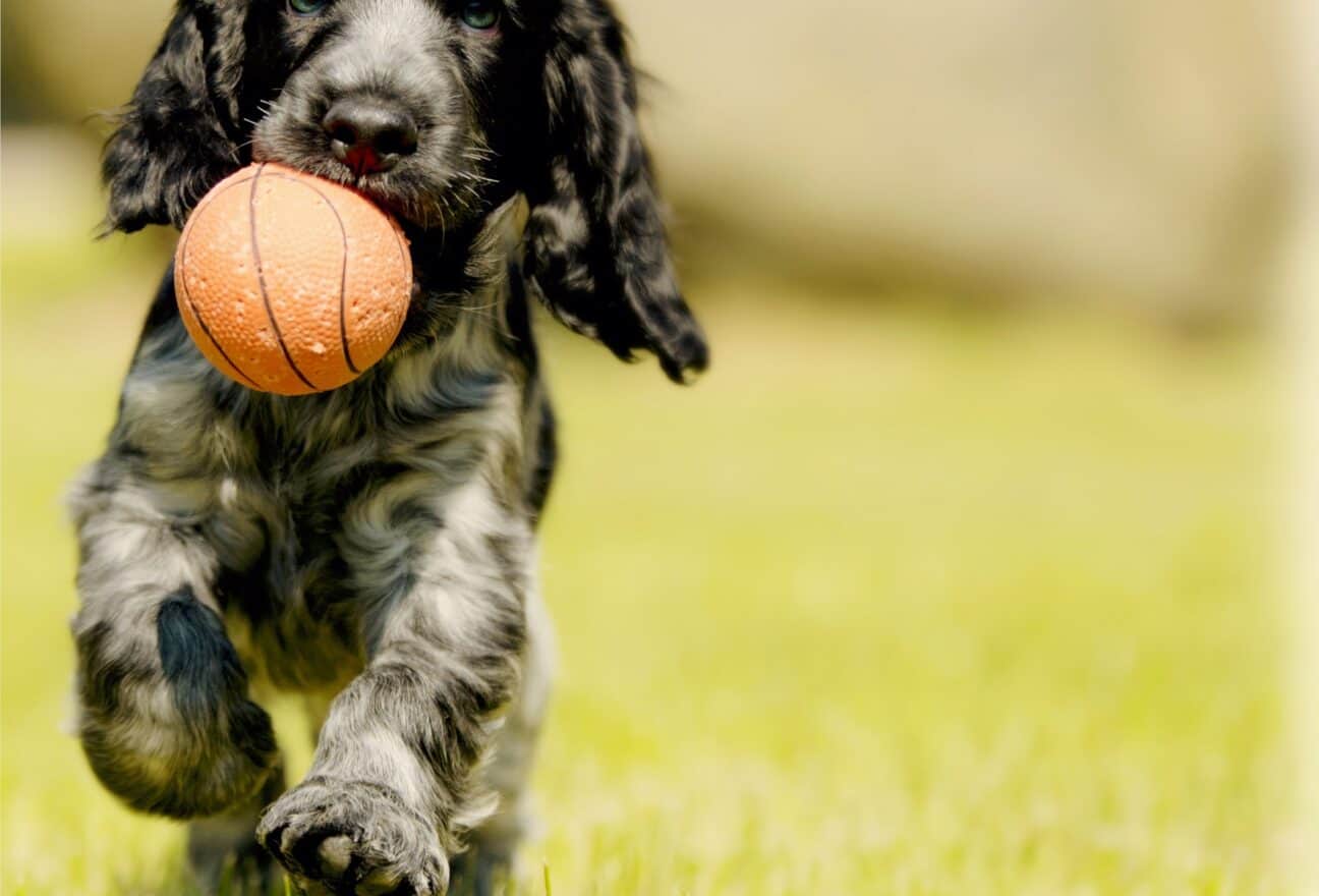 How to Train Your Puppy to Follow Basic Commands: A Step-by-Step Guide