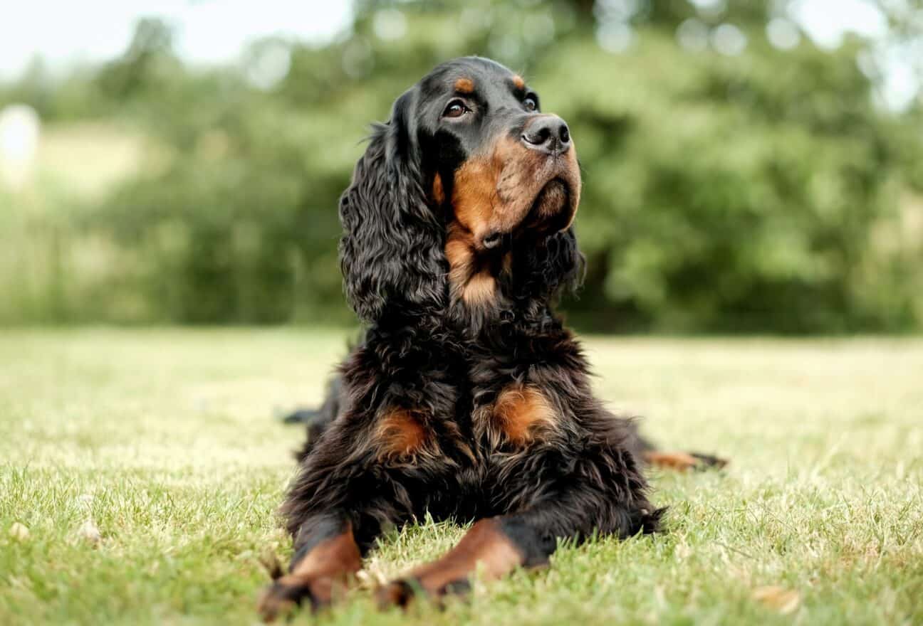 Brush for hotsell cocker spaniel