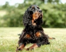 Homemade Dog Food for Cocker Spaniels