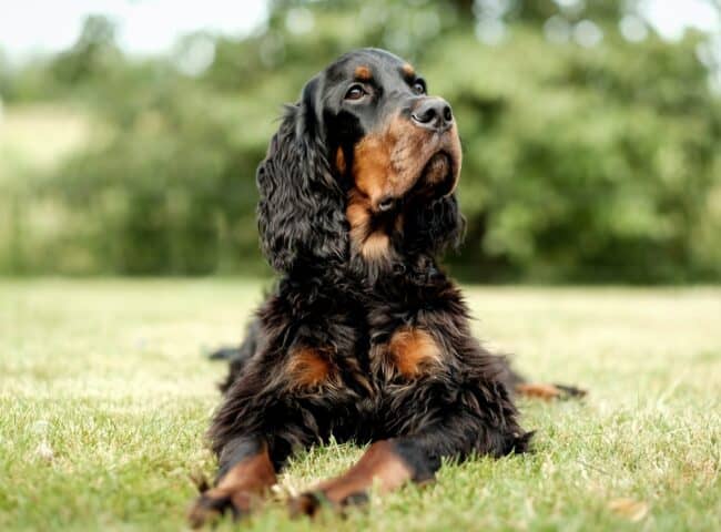 Homemade Dog Food for Cocker Spaniels