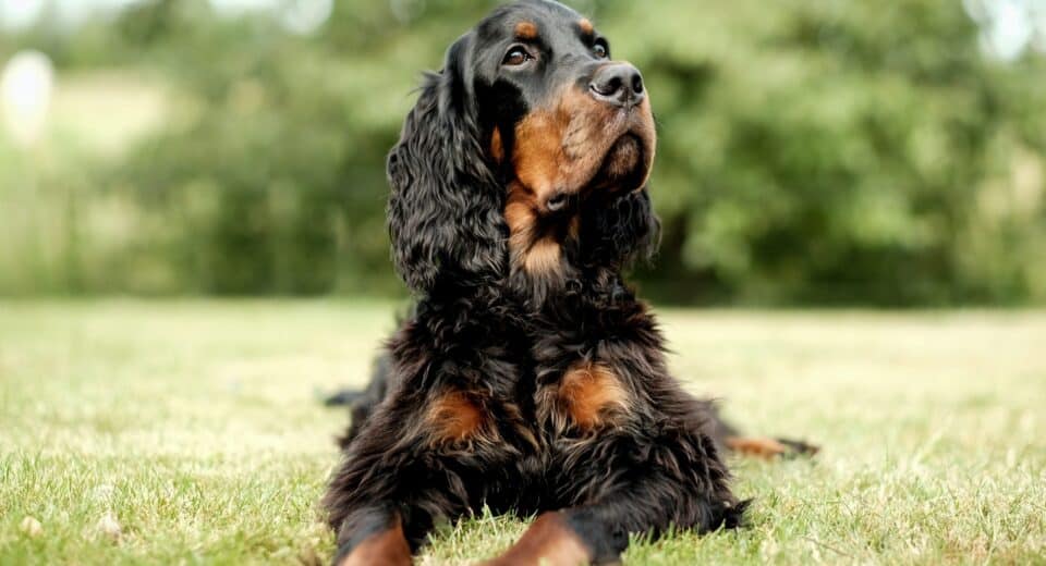 Homemade Dog Food for Cocker Spaniels