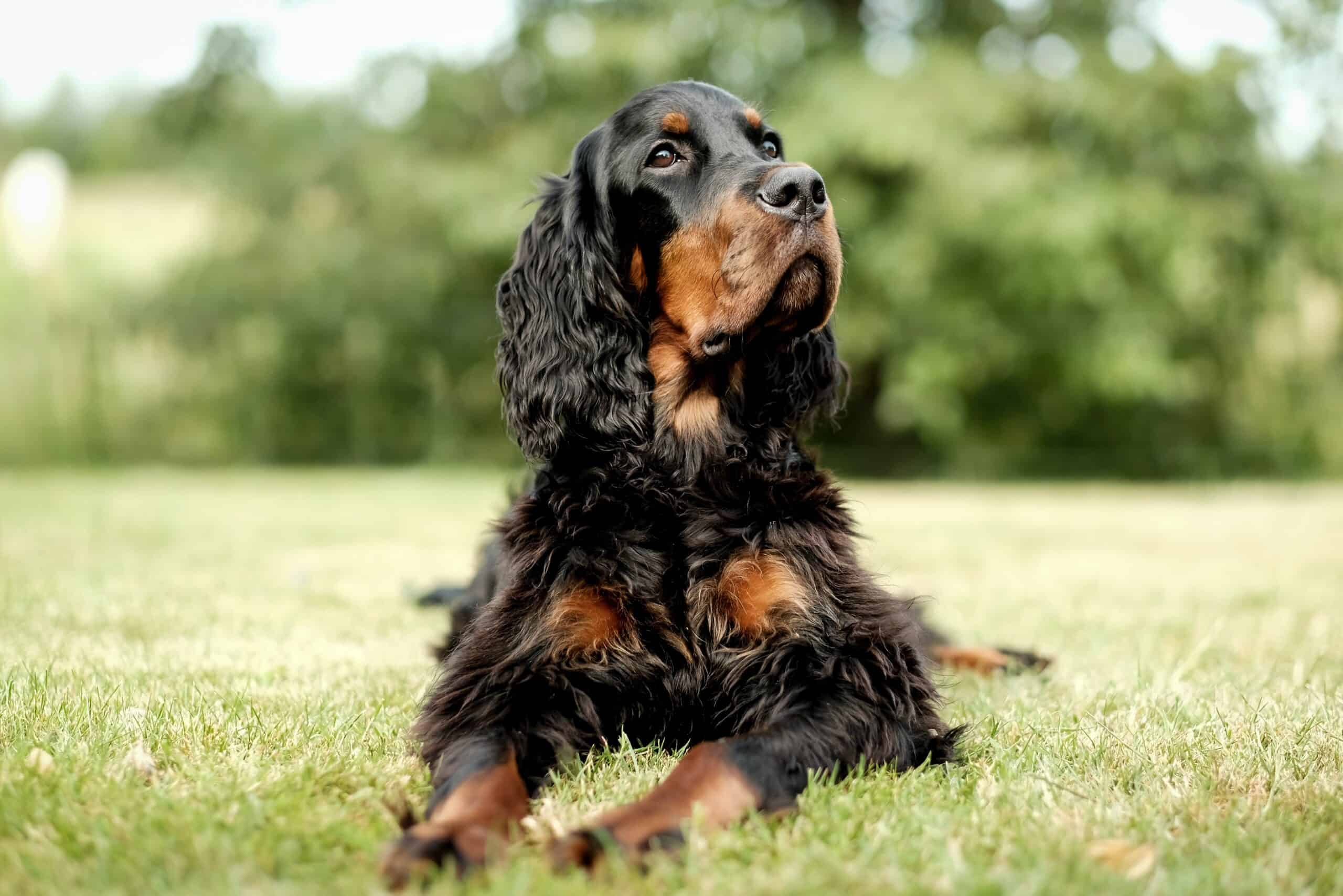 Furminator hotsell cocker spaniel